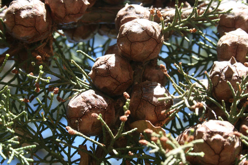 Image of Monterey cypress