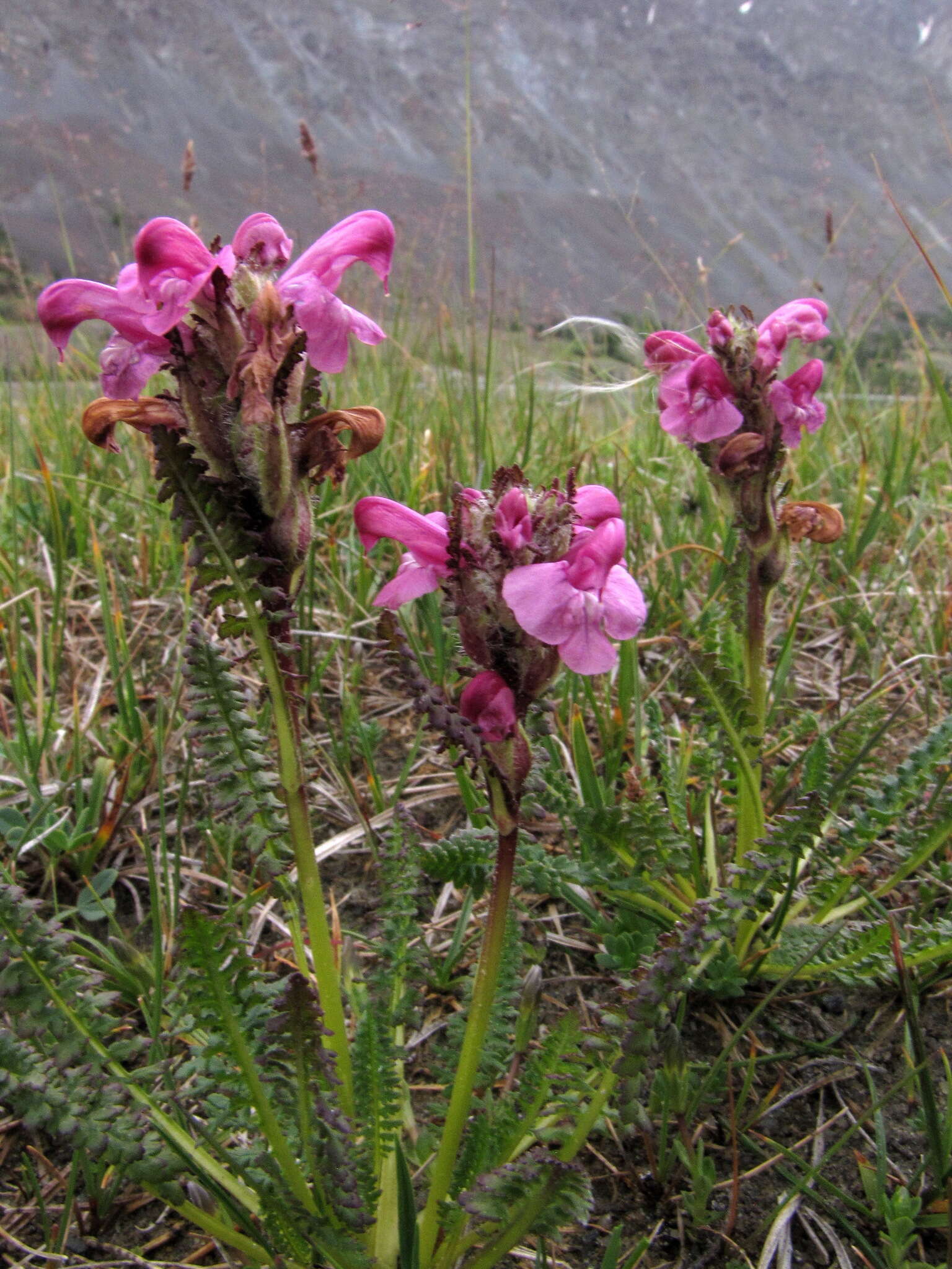 Image of Pedicularis uliginosa Bunge