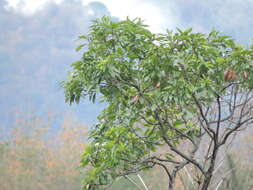 Image of Machilus japonica Sieb. & Zucc.