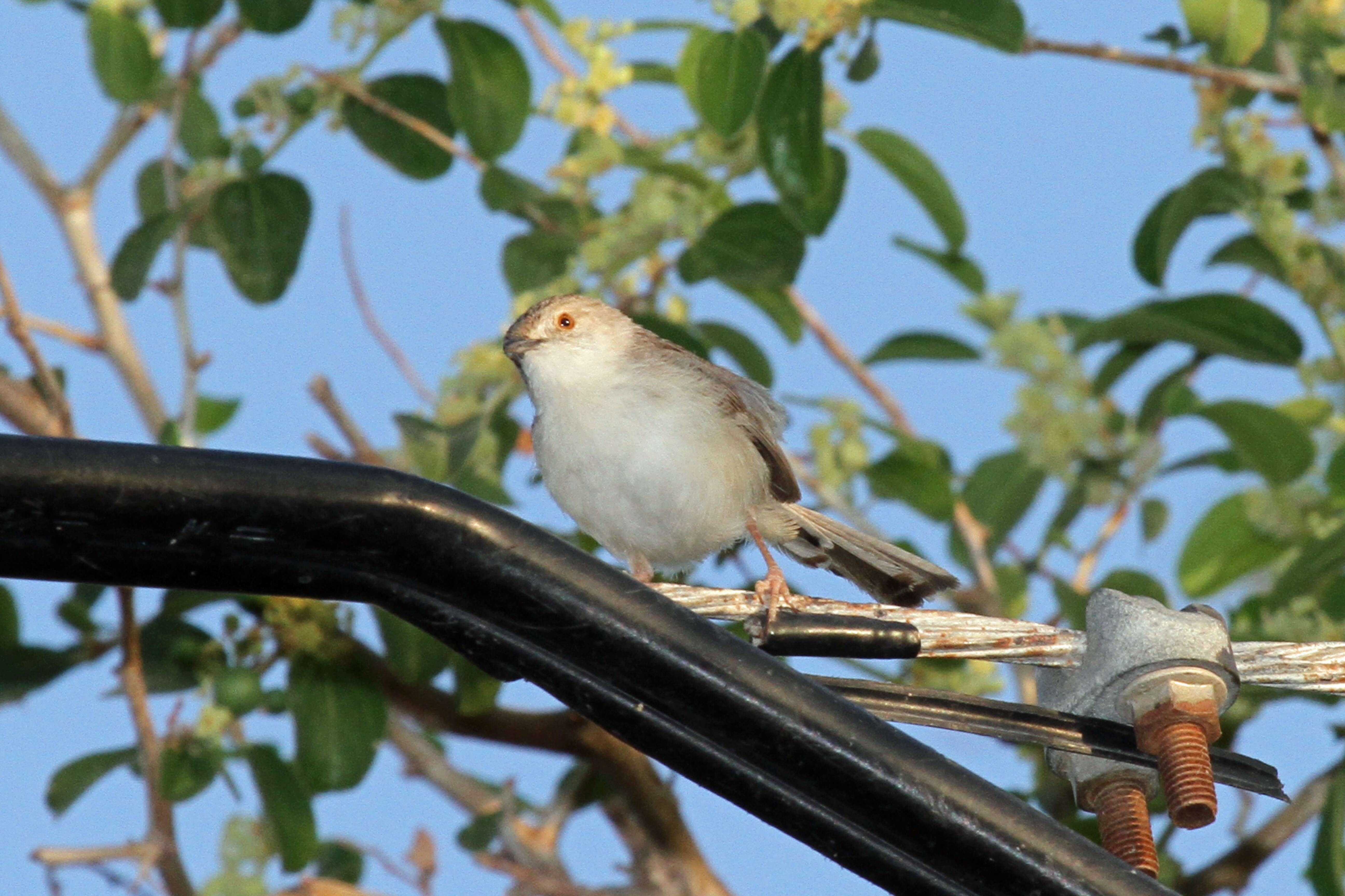 Слика од Prinia gracilis (Lichtenstein & Mhk 1823)