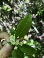 Image of smooth winterberry