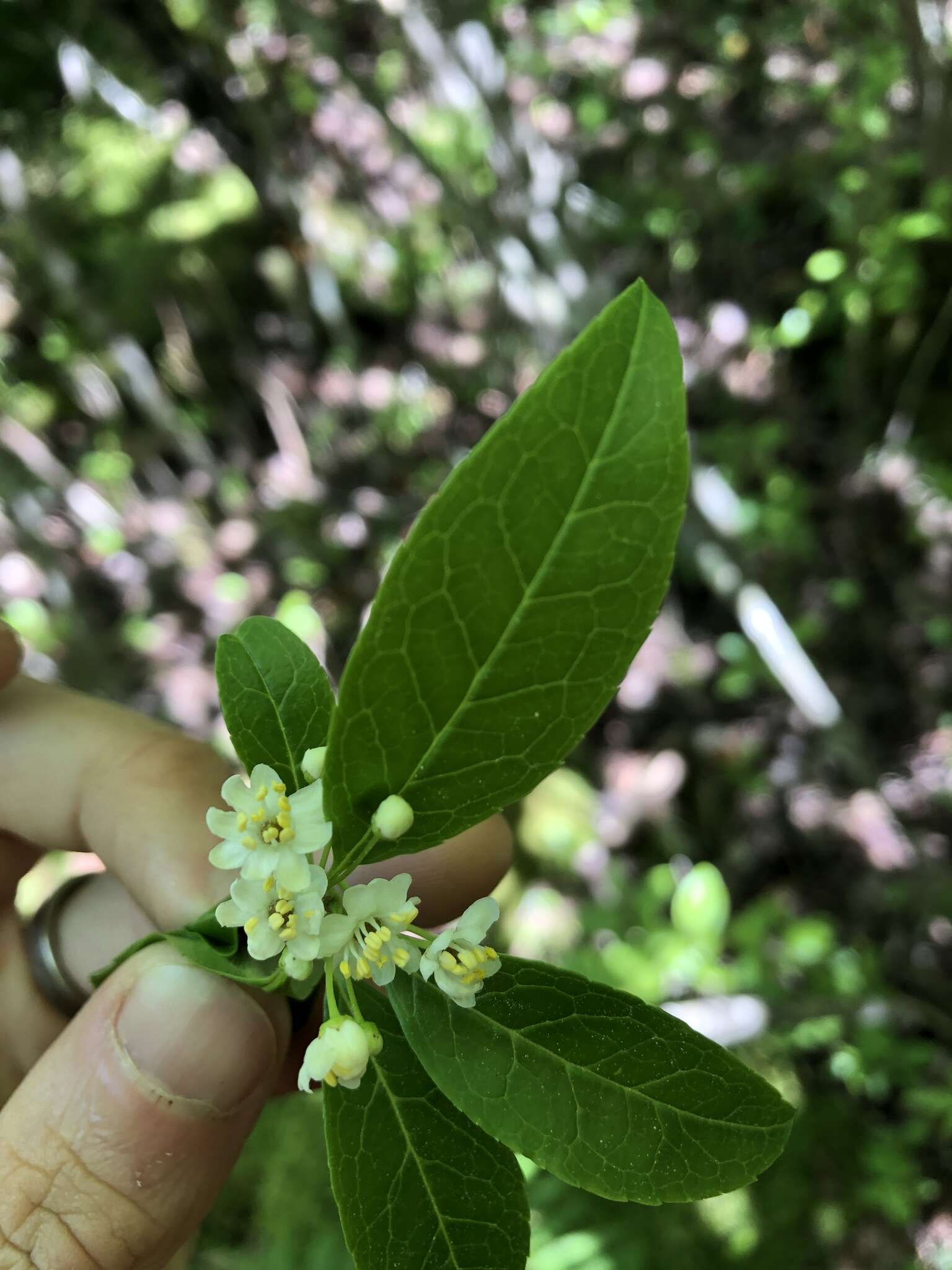 Image of smooth winterberry