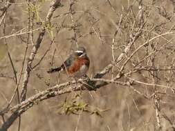 Image of Black-and-chestnut Warbling Finch