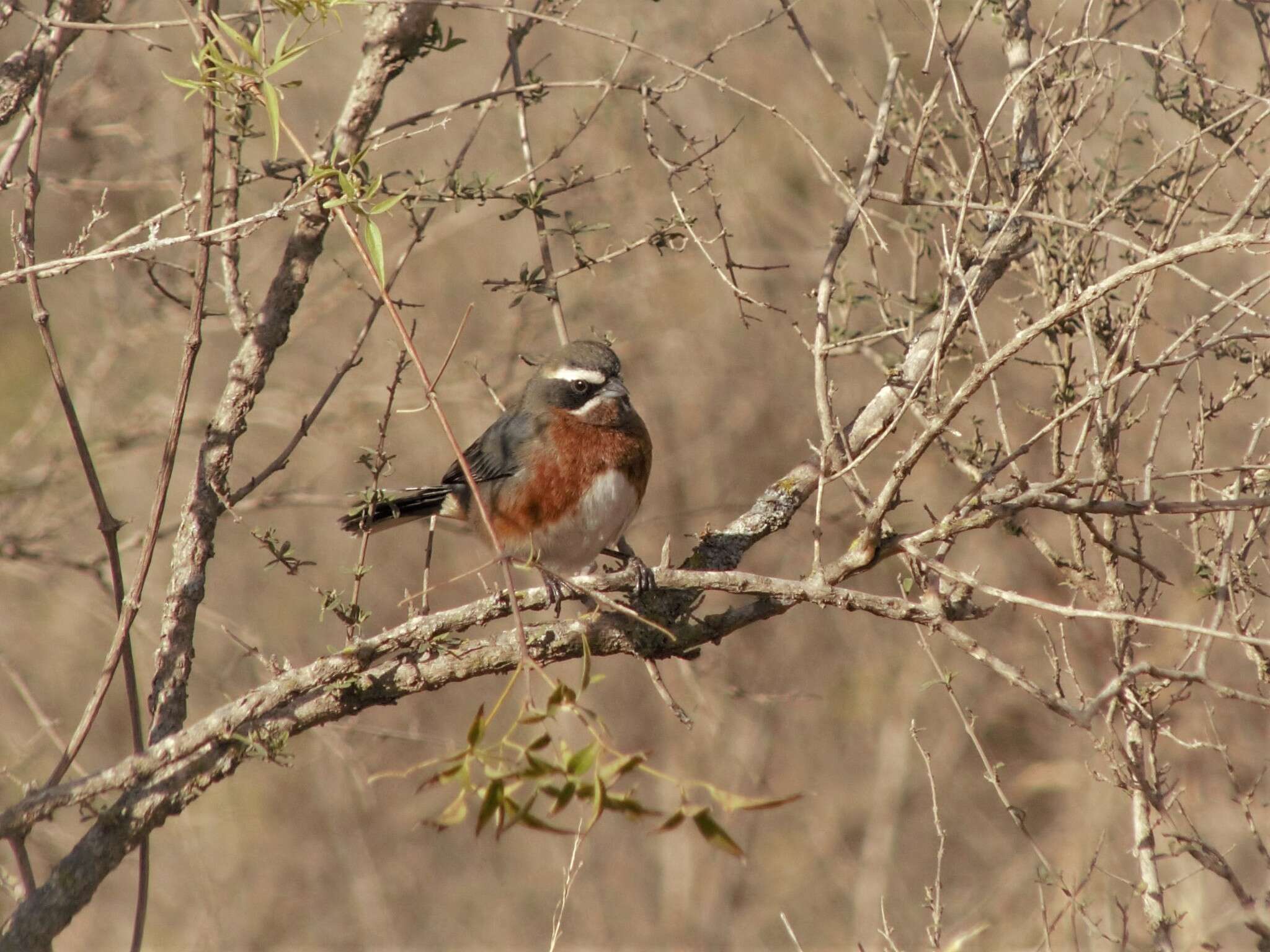 Image of Black-and-chestnut Warbling Finch