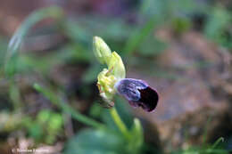 Image of Ophrys omegaifera var. basilissa (C. Alibertis, A. Alibertis & H. R. Reinhard) Faurh.