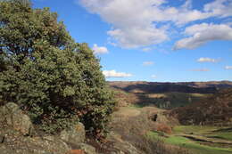 Arctostaphylos viscida subsp. pulchella (T. J. Howell) P. V. Wells resmi