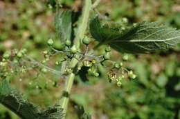 Scrophularia divaricata Ledeb. resmi