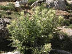 Image of Cirsium glabrum DC.