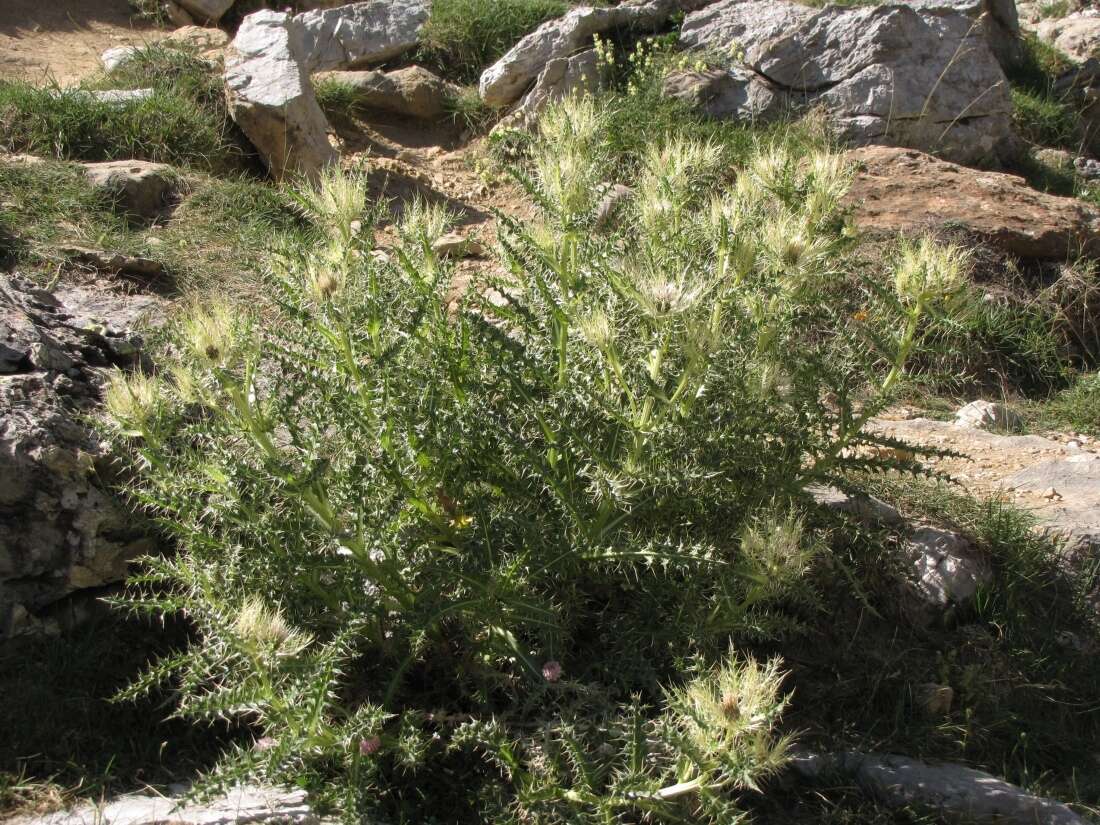 Слика од Cirsium glabrum DC.