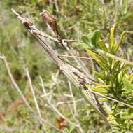 Plancia ëd Empusa