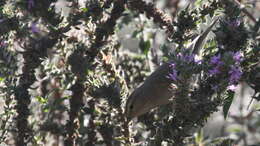 Image of Common Chiffchaff