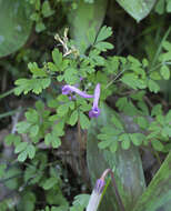 Image of Corydalis decumbens (Thunb.) Pers.