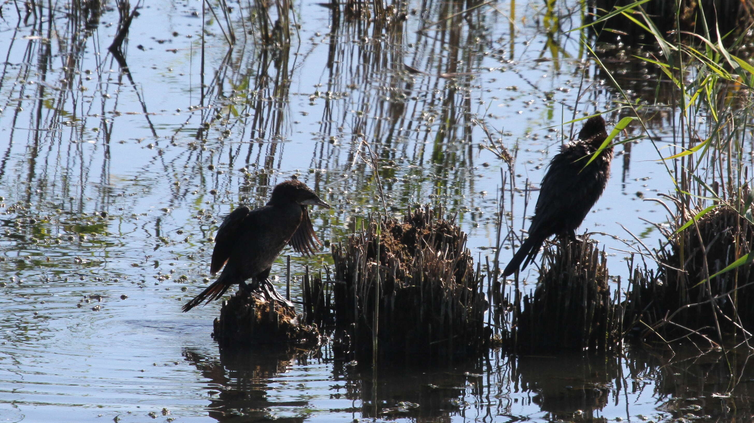 Image of Pygmy Cormorant