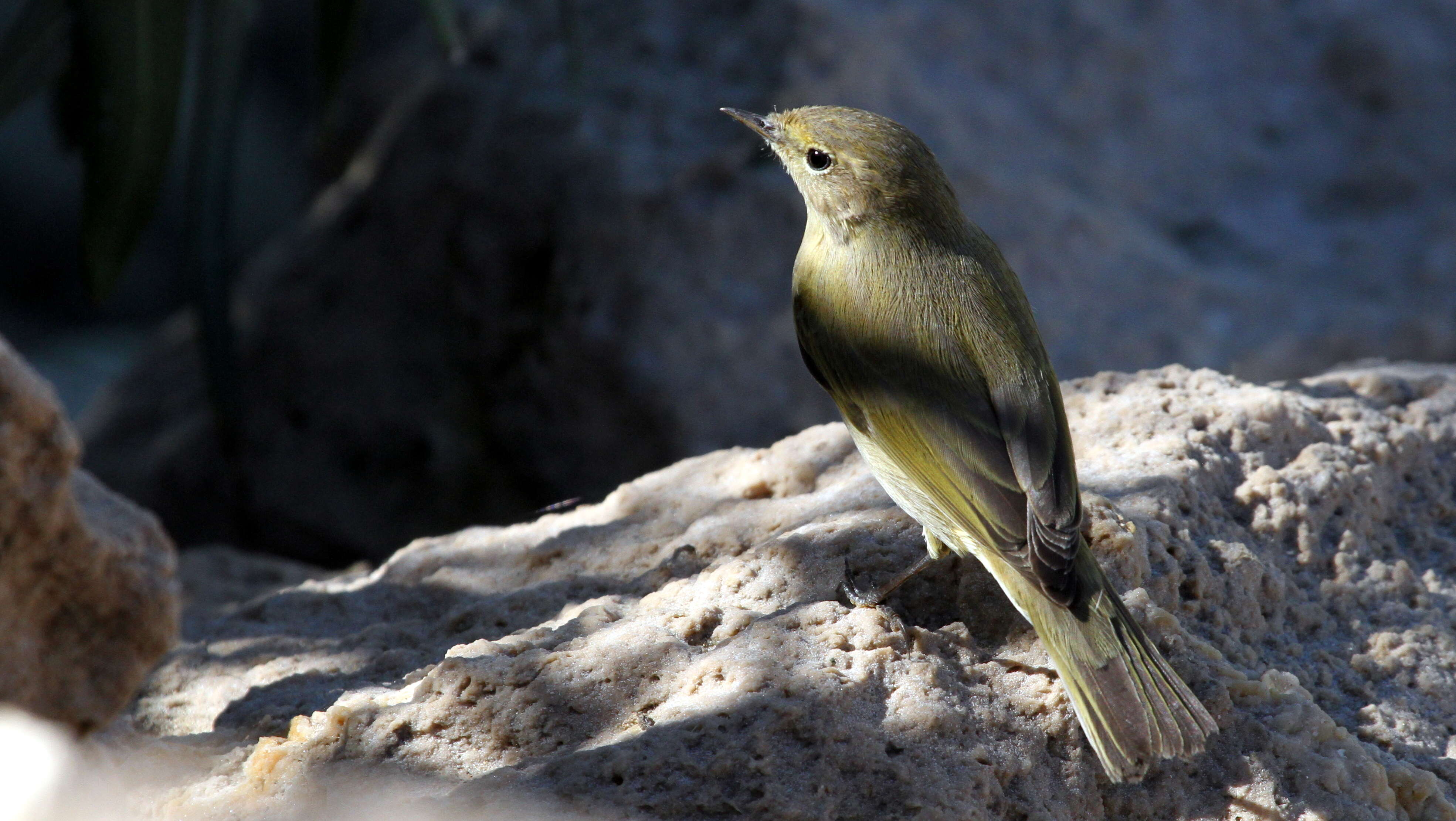 Image of Common Chiffchaff