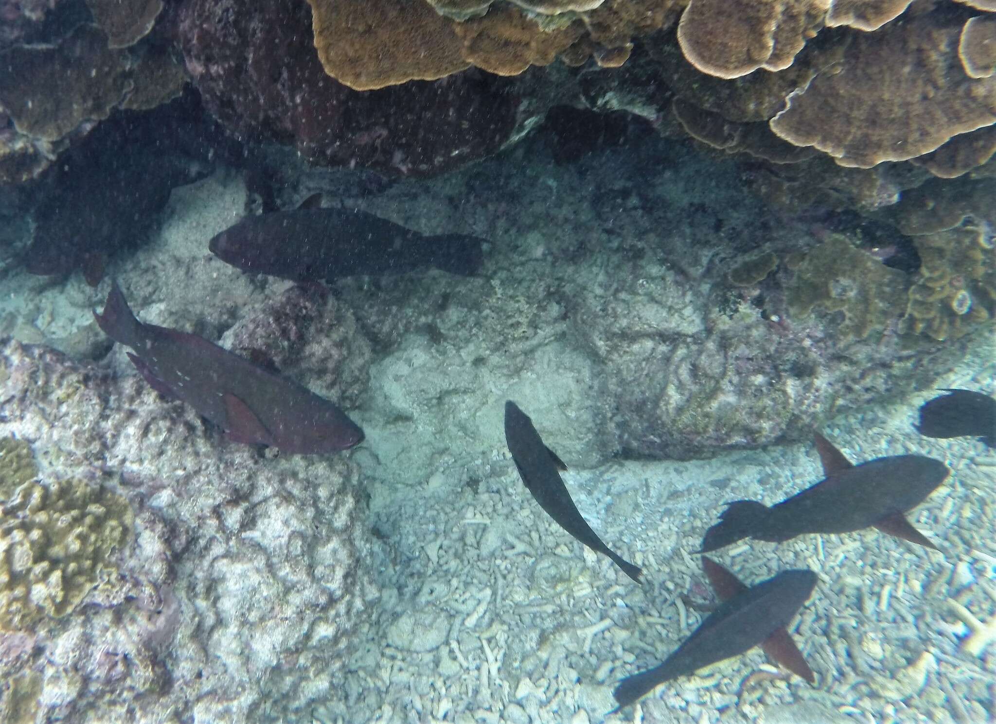 Image of Filament-finned Parrotfish