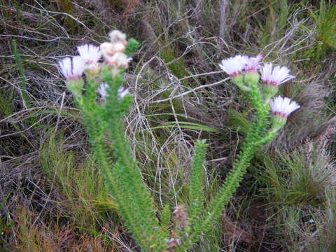 Image of Felicia echinata (Thunb.) Nees