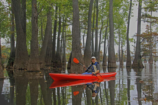 Image of tupelogum