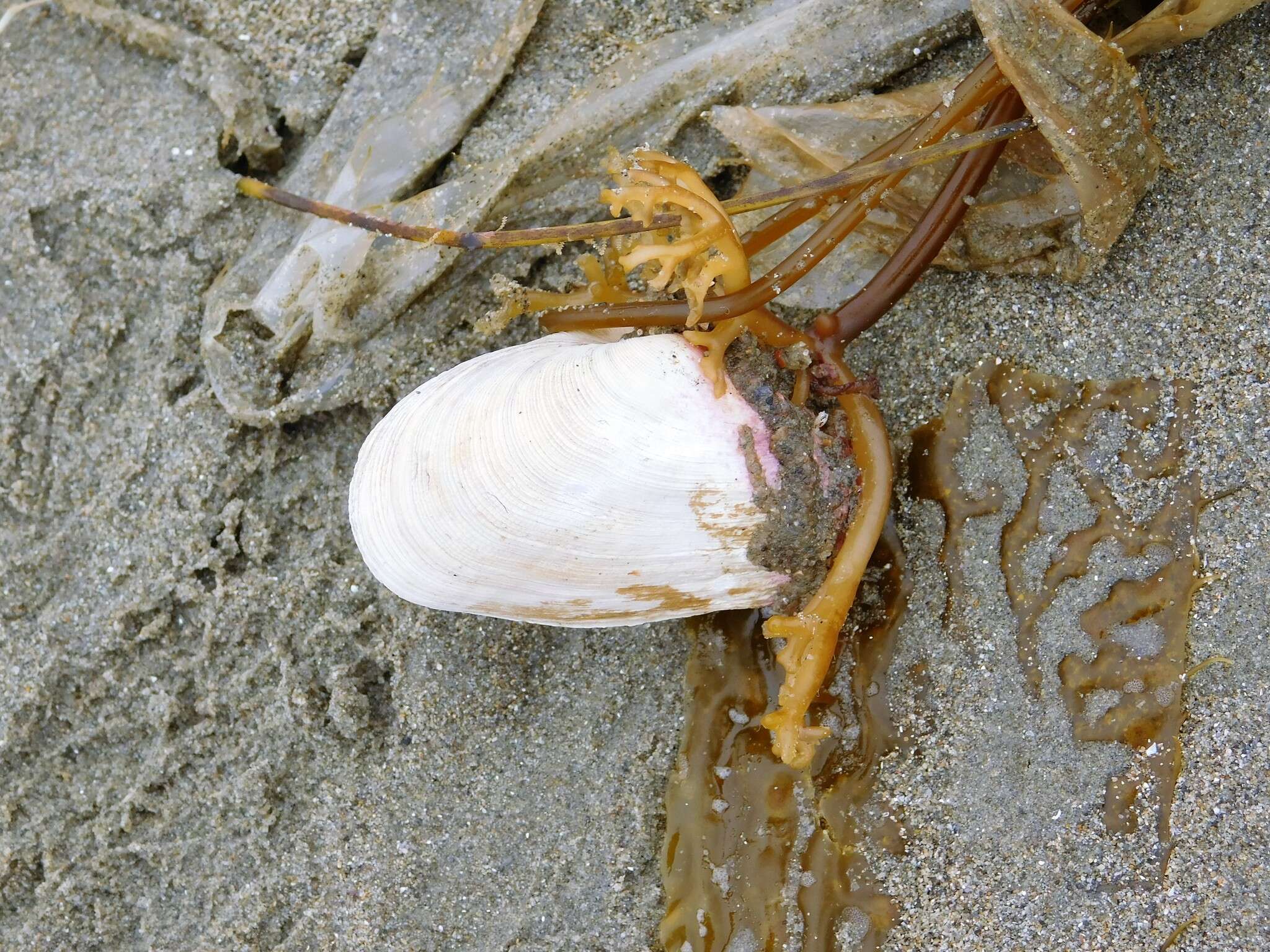 Image of Platyodon cancellatus (Conrad 1837)