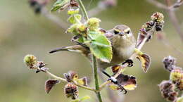 Image of Common Chiffchaff