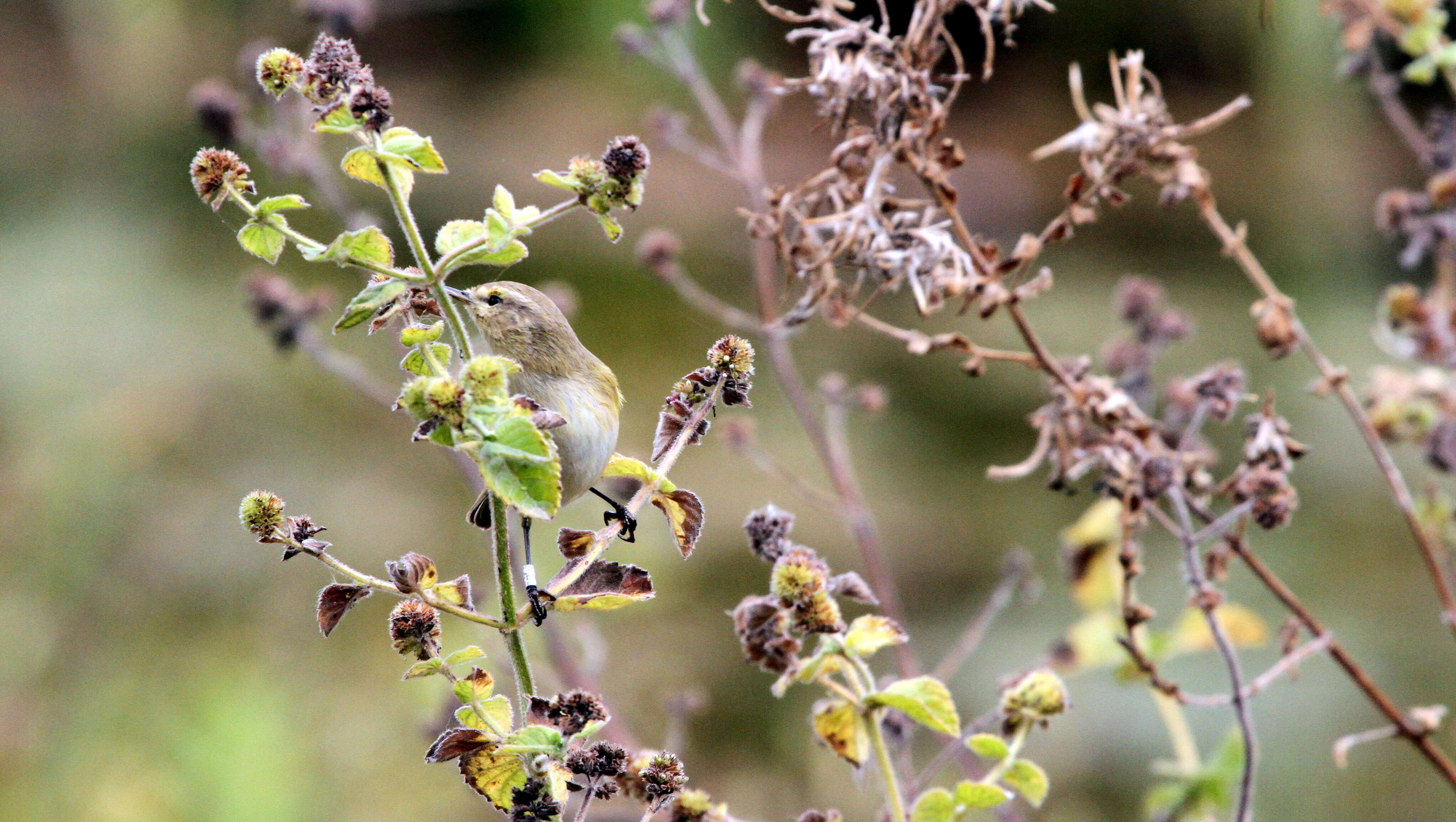 Image of Common Chiffchaff