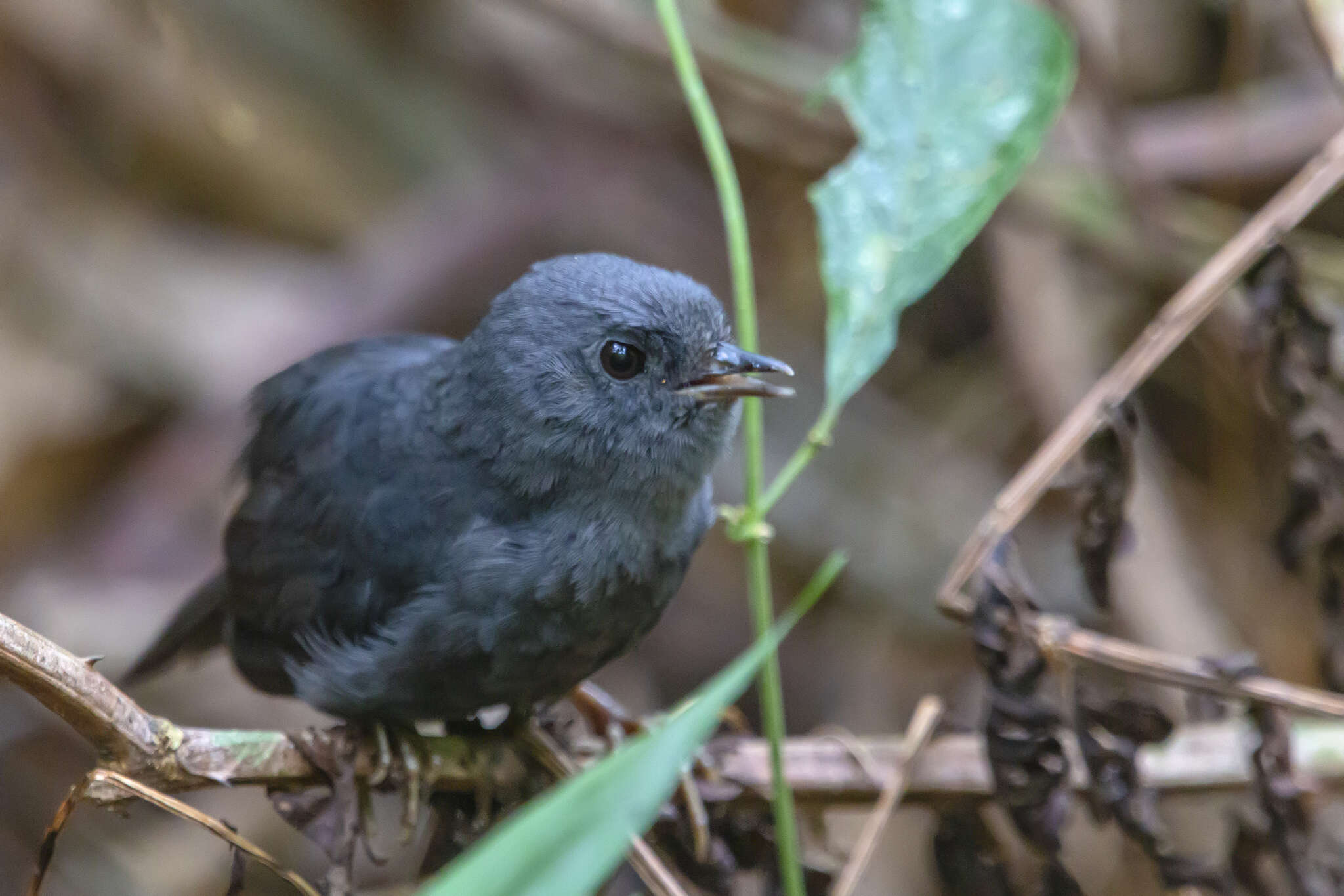 Scytalopus speluncae (Ménétries 1835) resmi