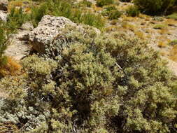 Image of Chuquiraga oppositifolia D. Don