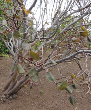 Image of Mexican shrubby spurge