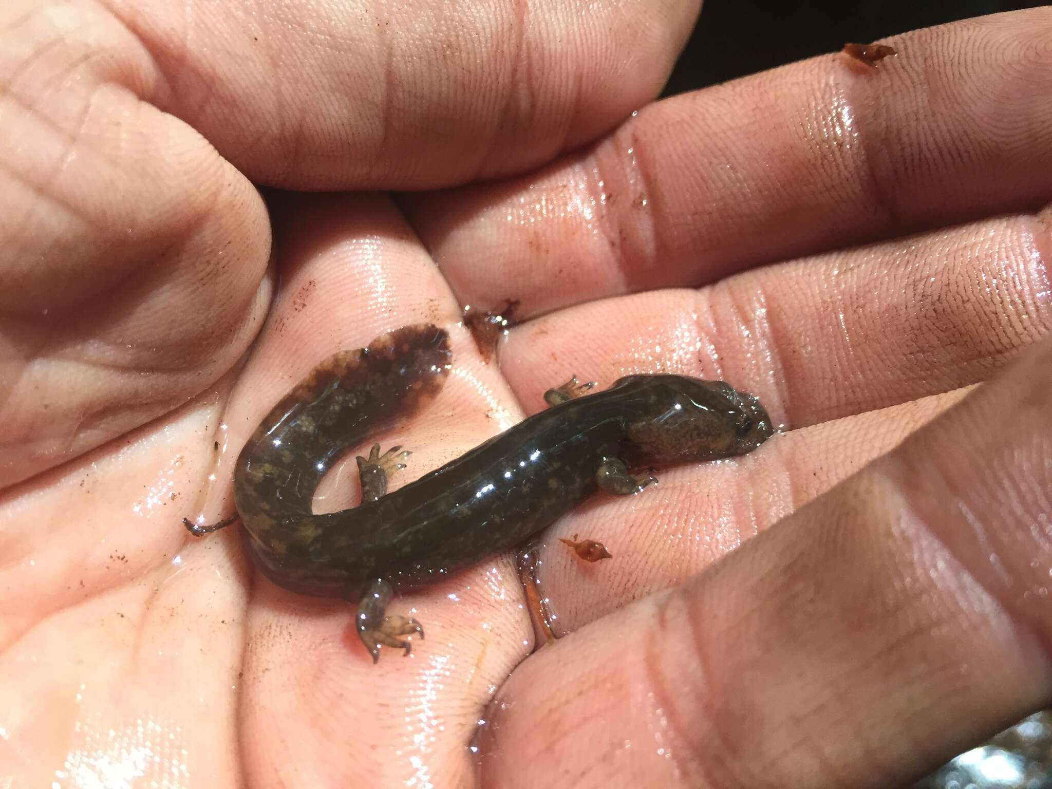 Image of Cope's Giant Salamander