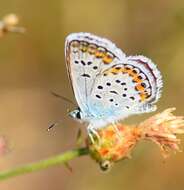 Plancia ëd Plebejus argus (Linnaeus 1758)