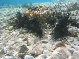 Image of Long-spined sea urchin