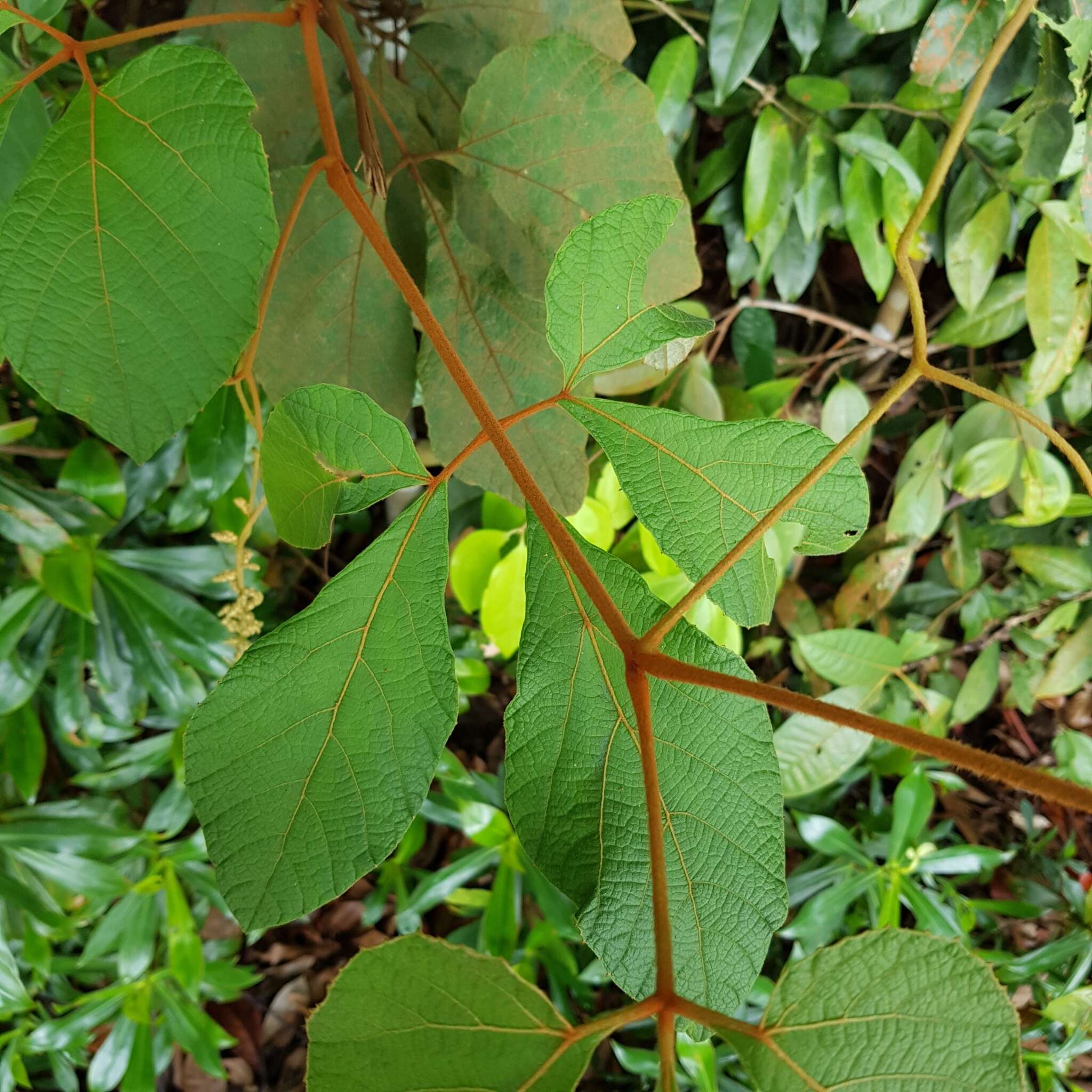 Plancia ëd Ampelocissus elegans (Kurz) Gagnepain