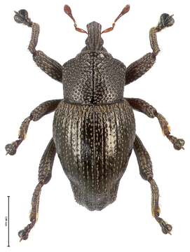 Image of Trigonopterus arjunensis Riedel 2014