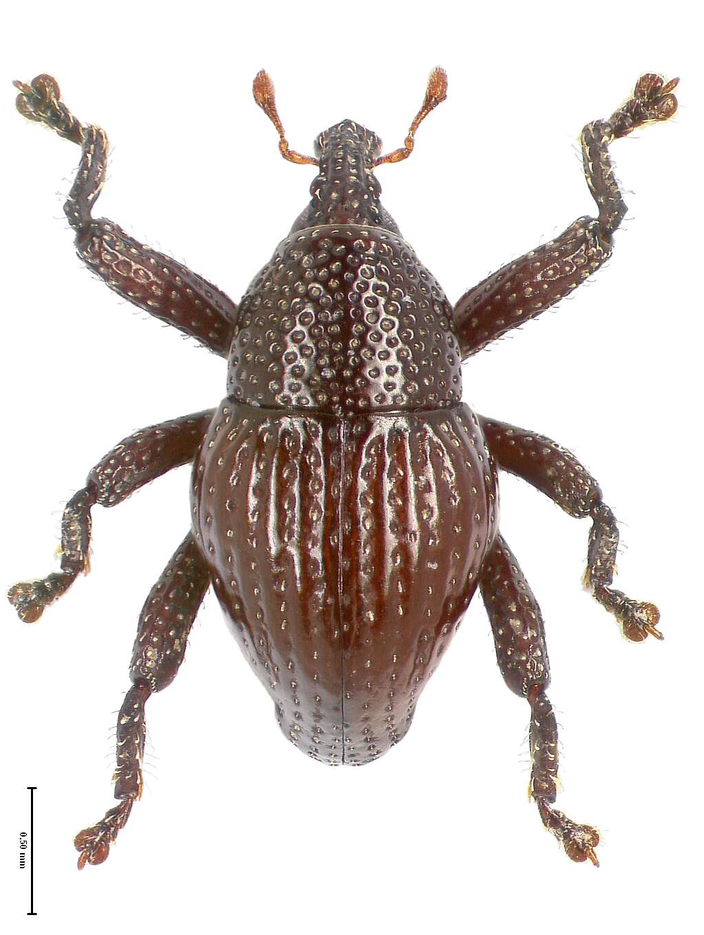 Image of Trigonopterus attenboroughi Riedel 2014