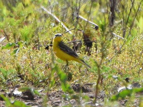 Image of Western Yellow Wagtail