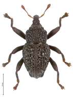 Image of Trigonopterus asper Riedel 2014