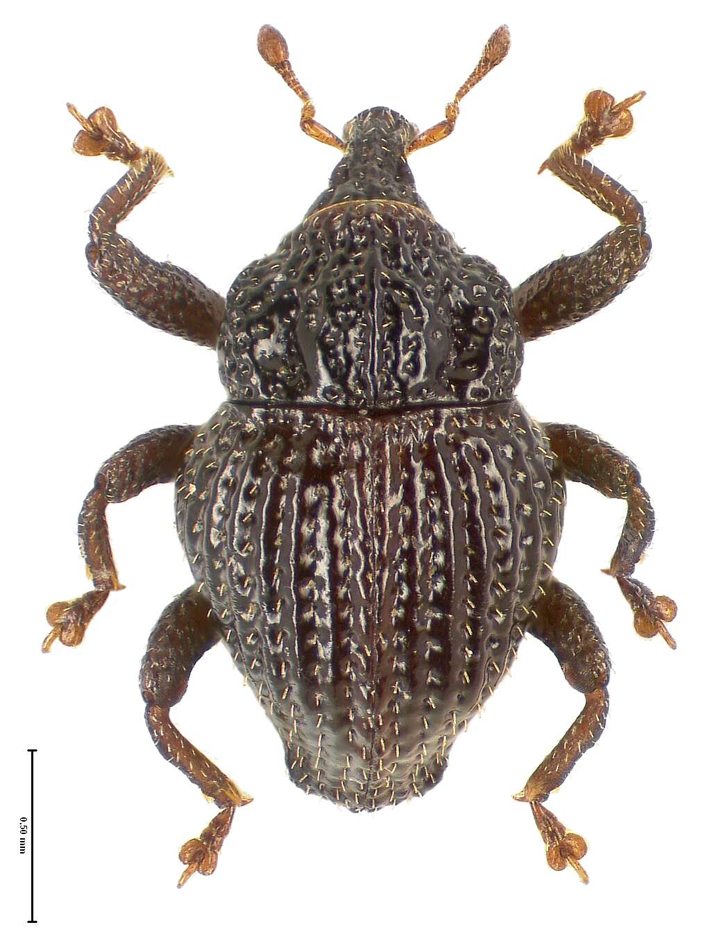 Image of Trigonopterus baliensis Riedel 2014