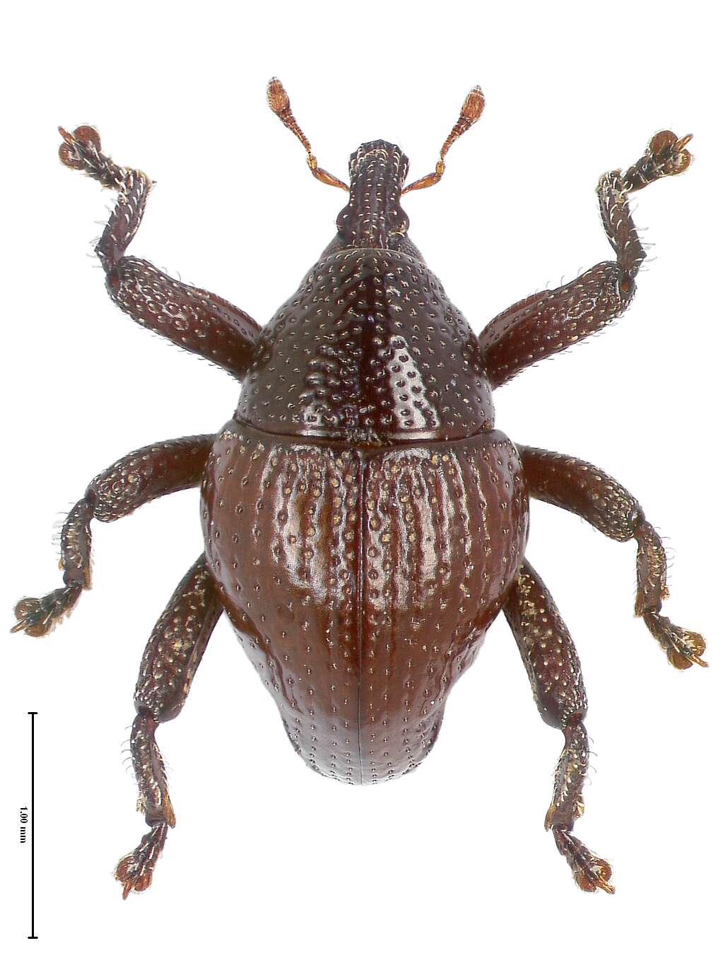 Image of Trigonopterus bawangensis Riedel 2014