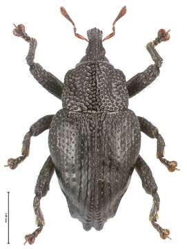 Image of Trigonopterus binodulus Riedel 2014