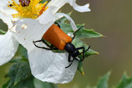 Image of Blister Beetle