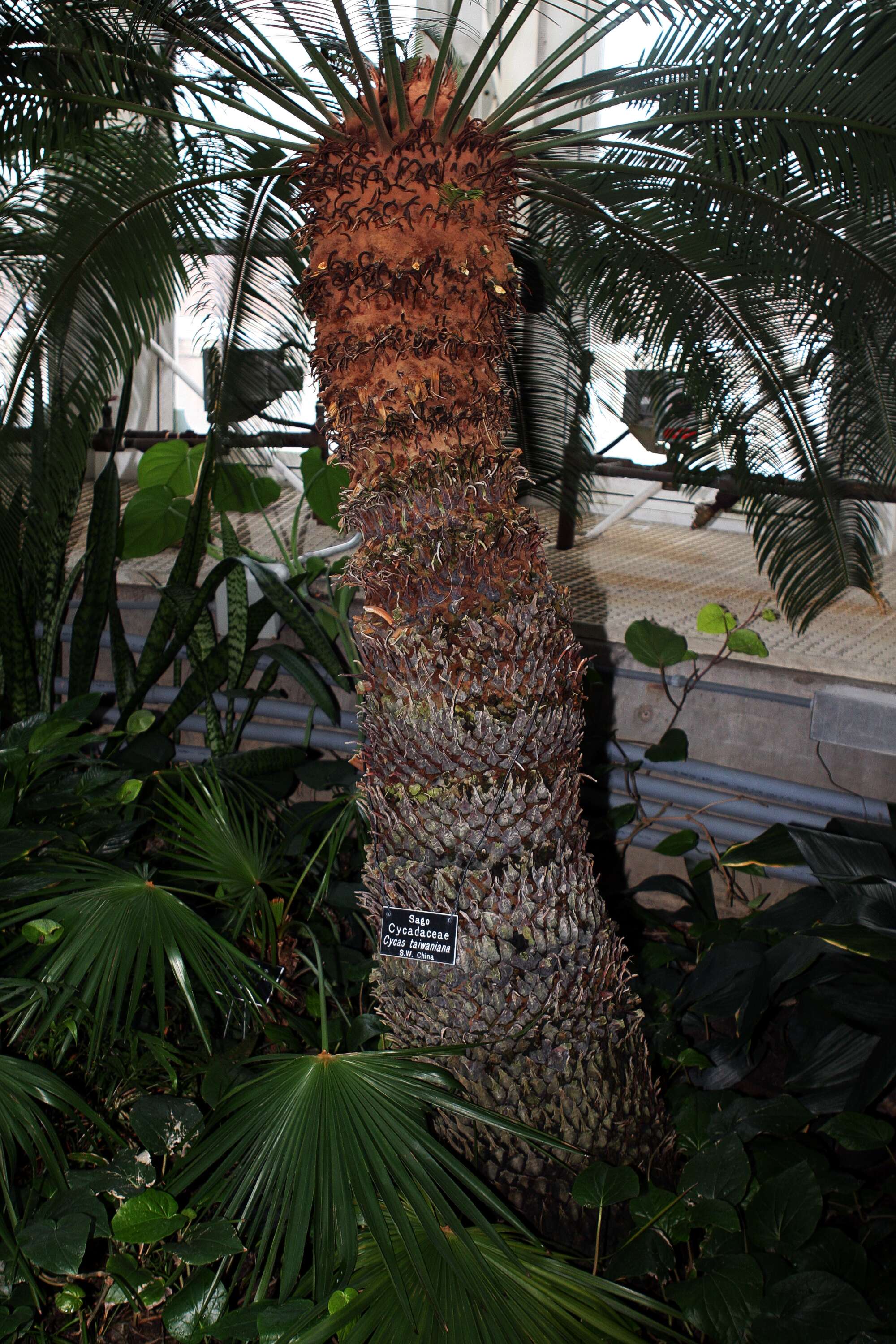 Image of Cycad