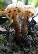 Image of Armillaria limonea (G. Stev.) Boesew. 1977