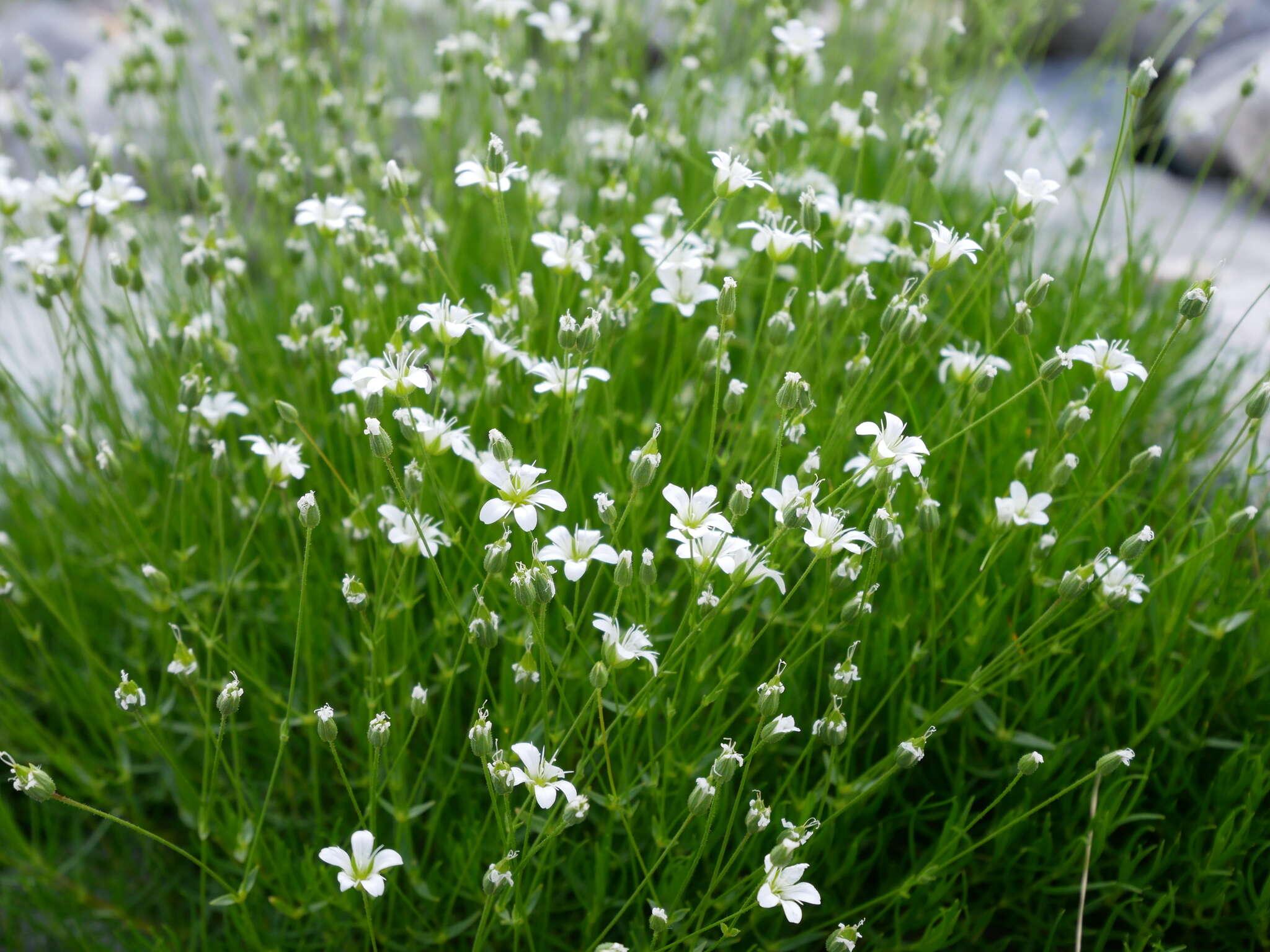 Imagem de Sabulina austriaca (Jacq.) Rchb.