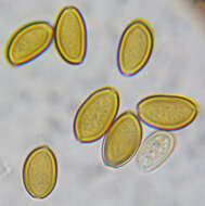 Слика од Agrocybe putaminum (Maire) Singer 1936