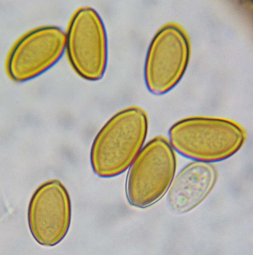 Слика од Agrocybe putaminum (Maire) Singer 1936