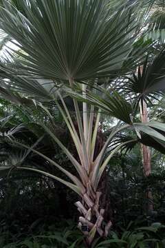 Image of Red latan palm