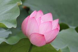 Image of sacred lotus