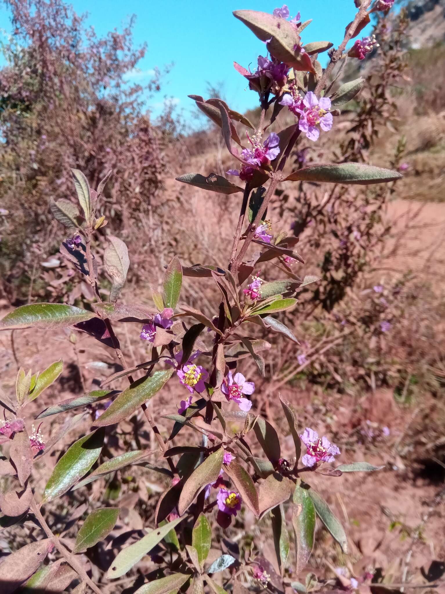 Sivun Koehneria madagascariensis (Baker) S. A. Graham, H. Tobe & P. Baas kuva