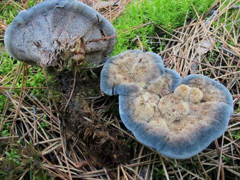 Image de Hydnellum caeruleum (Hornem.) P. Karst. 1879