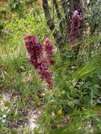 Image of Salvia multicaulis Vahl