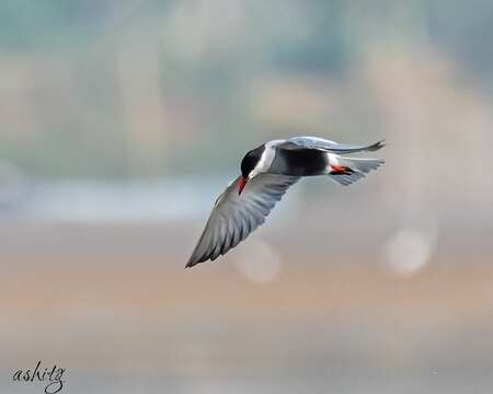 Image of Black-bellied Tern